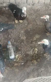 اردک اسرائیلی