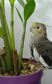 عروس هلندی سخنگو