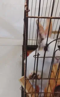 خرگوش مینیاتوری پنبه ای به همراه قفس