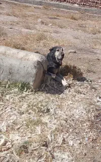 سگ‌پژدر