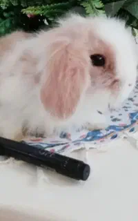 جوجه خرگوش لوپ