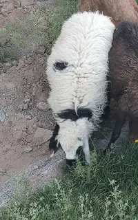 گوشت بره