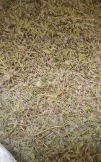آویشن‌تازه