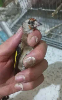 سهره جوجه هایی نیم گل دونه ۳۵۰۰