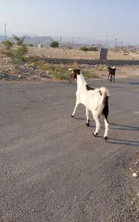 بز محلی
