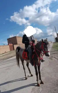 اسب س ساله ی سر عرب