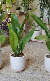 گلدان عبایی گیاهی بادوام و زیبا.