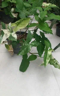سینگینیوم ابلق