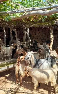 بز معاوضه با میش