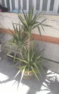 تعدادی گل مطبق و نخلی