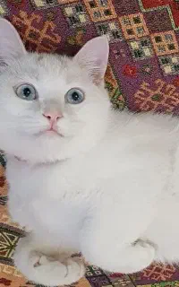 جهت جفت گیری (نر)