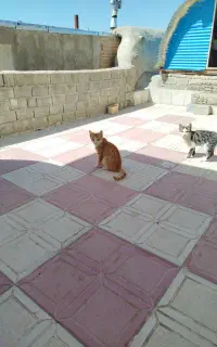 واگذاری بچه گربه