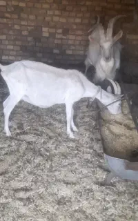 بز سانان