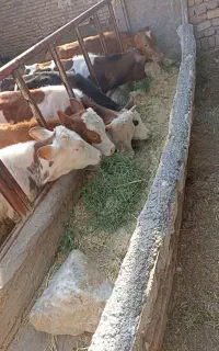 فروش 7راس گوسالع
