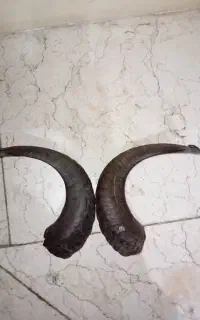 شاخ قوچ قدیمی