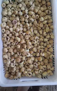 ۲۰۰کیلو انجیر گل و یک تن انجیر سفید