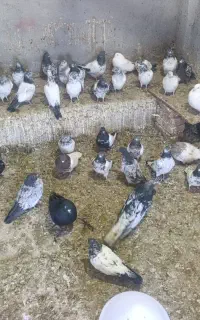 کبوتر بلند پرواز