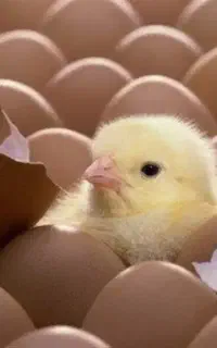 مشارکتی در جوجه کشی تخم مرغ لاری و برهما و امروک