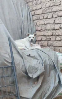 واگذاری پامر روباهی