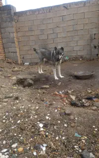 توله سگ دورگ پژدر