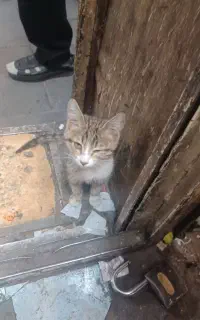 بچه گوربه تنها