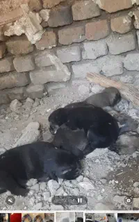پژدر