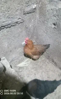 مرغ و اردک