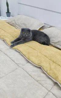 دونه ای ۲۰میلیون