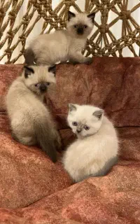 گربه چاکلت پوینت و گربه بلو پوینت چشم آبی