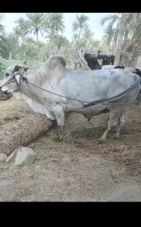 ۷راس گاوفروشی