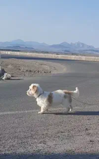 سگ شیتزو  نر