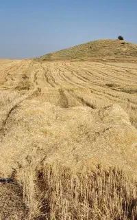 فروش کاه سفید