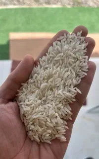 برنج هاشمی محصول خودم فقط ۲۵۰ کیلو