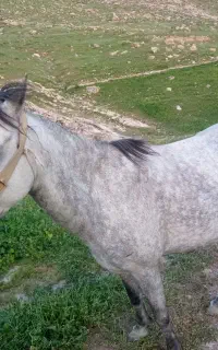 چند عدد اسب مادیان