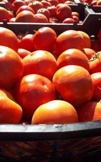 گوجه ربی درجه ۱