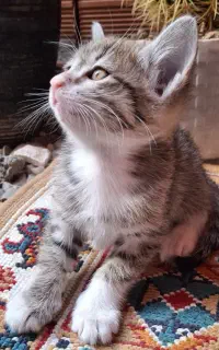 گربه های پشمالو