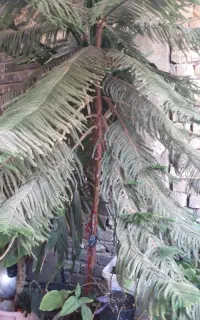 گل کاج مطبق بزرگ