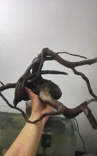 چوب ابنوس
