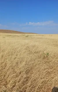 فروش کاه گندم ۱۵تن