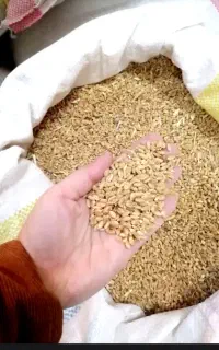 گندم درجه یک