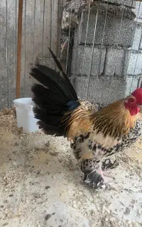 مرغ و خروس سابیل پوت