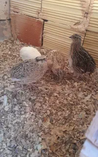بلدرچین