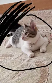 گمشده محدوده شهرک گلستان خیابان مولوی