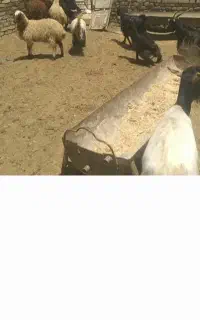 بره بزغاله قربانی