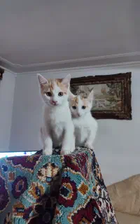 واگذاری گربه دوماهه همراه مادرشان