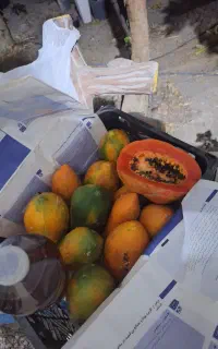 پاپایا خربزه درختی