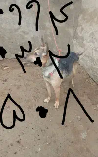 واگزاری سگ گرگی