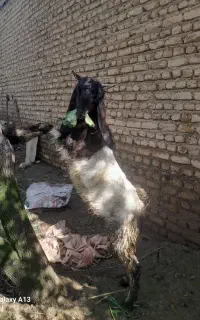 سرمایکس یعنی ۴۸۰ هزار تومان پول
