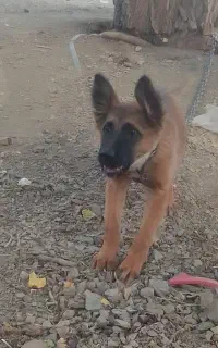 سگ(ژرمن