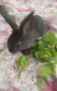 بچه خرگوش دورگه